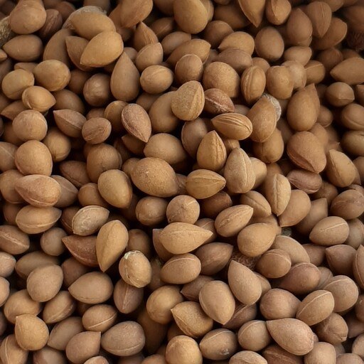 بادام تلخ کوهی