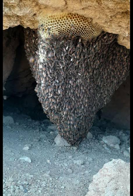 عسل وحشی